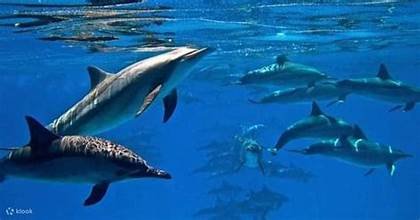 Hurghada Dolphin House snorkeling boat trip in the Red Sea
