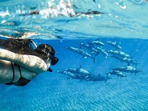 Hurghada Dolphin House snorkeling boat trip in the Red Sea