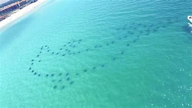 Hurghada Dolphin House snorkeling boat trip in the Red Sea